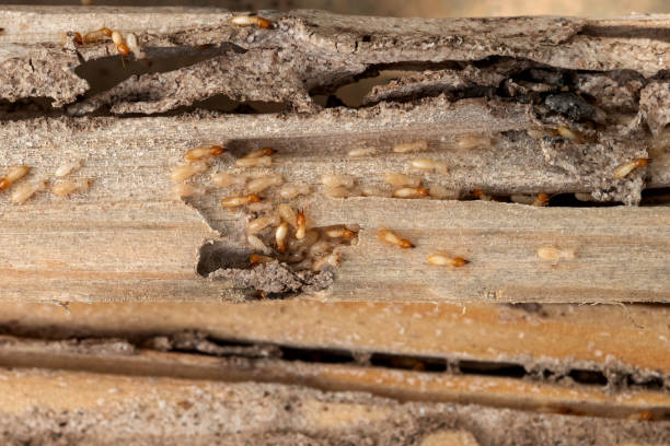 Best Commercial Pest Control Services  in Homer, GA
